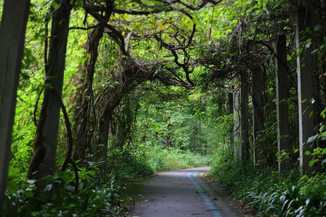 成都免费露营地推荐过夜,成都周边露营地推荐自驾