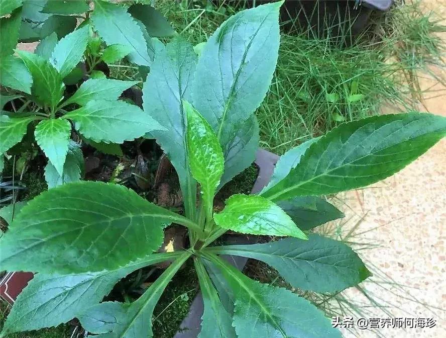 人称“攀倒甑”,1种又美又臭的植物,却是民间美味,遇见别错过