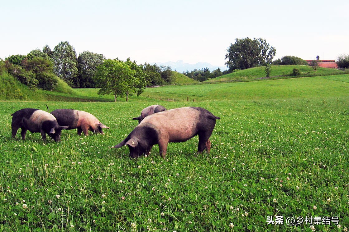 有机农场怎么做,有机农场怎么打造
