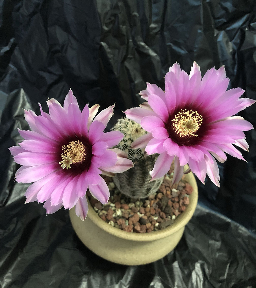 美丽/奇异花草欣赏系列——各种仙人球之“虾”