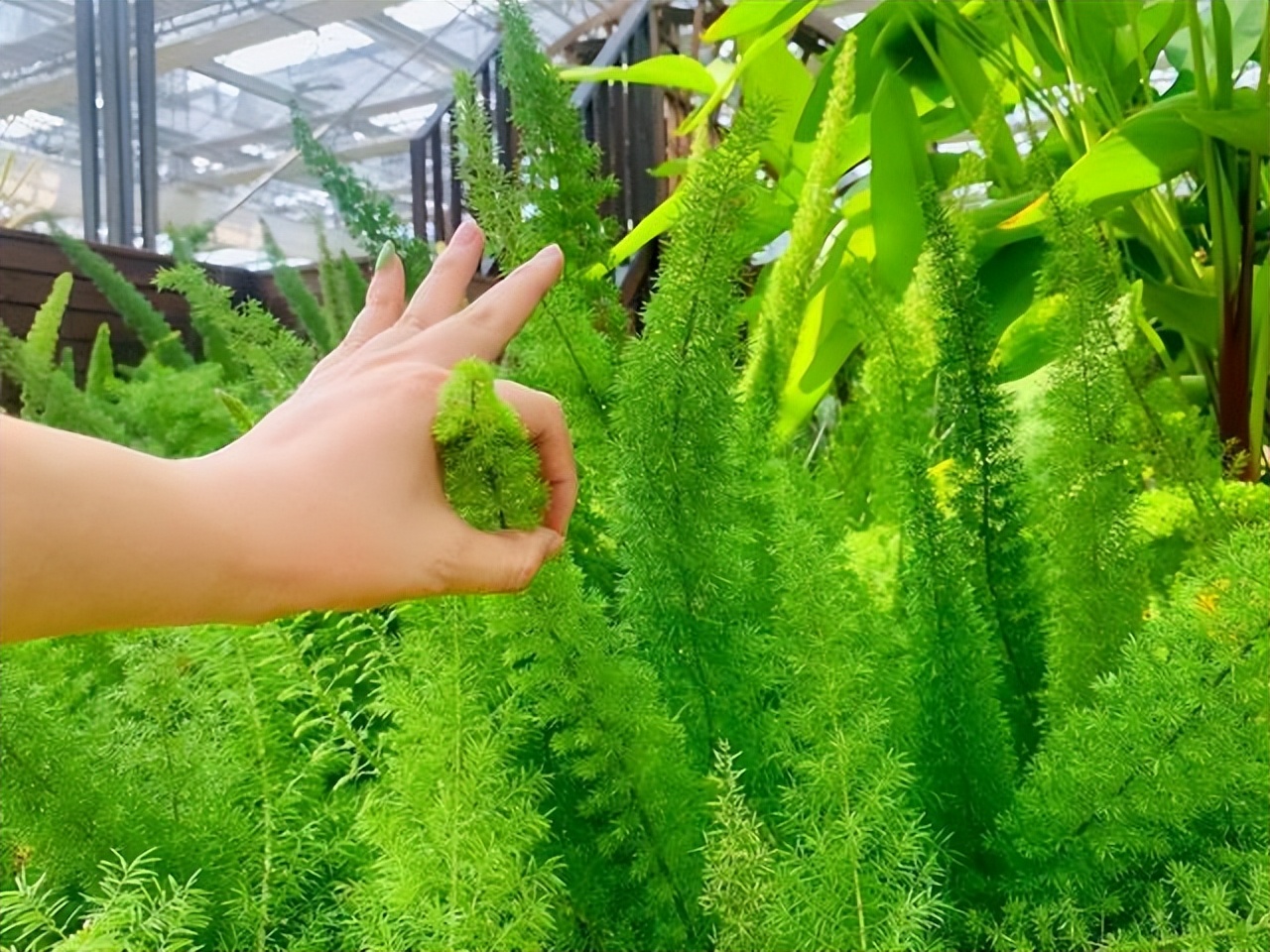 好养的喜阴花有哪些室内,最适宜室内养殖喜阴的花