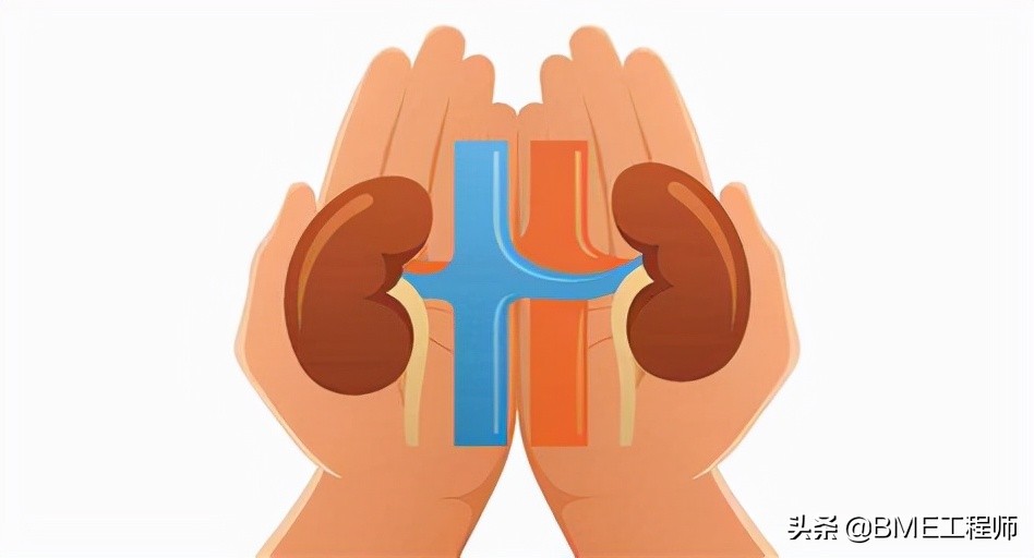 终末期肾病（尿毒症）的临床方案——人工肾脏的未来