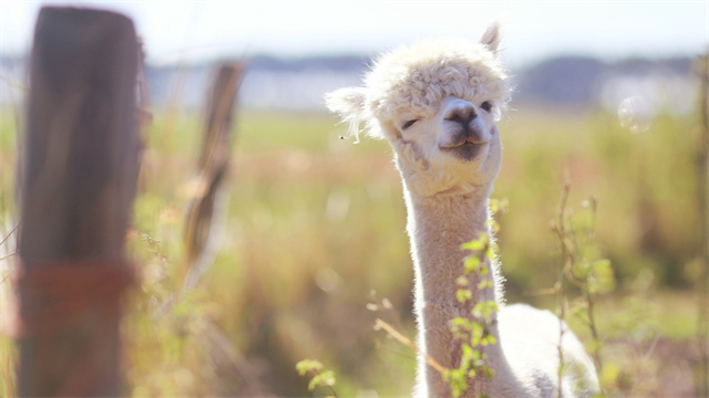 中国的羊驼为什么那么多,羊驼在中国受欢迎吗