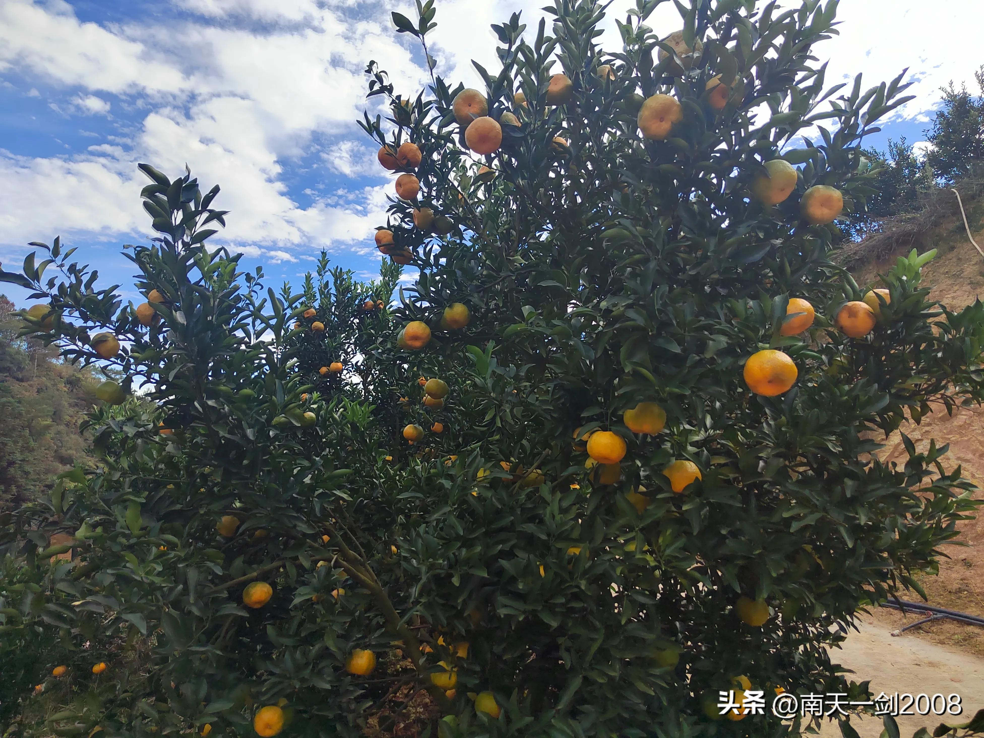 作家、书法家苏金茂永春民间对联（第一百六十九）