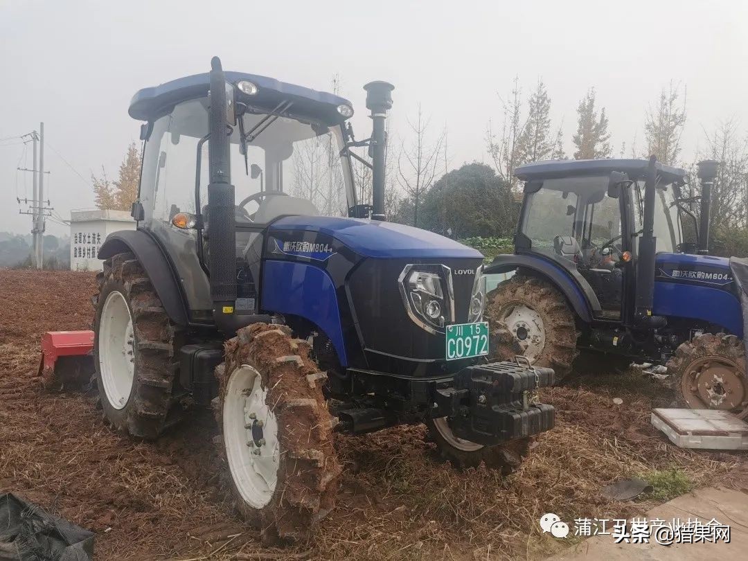 阳光一号柑橘裂果,阳光一号如何防治裂果