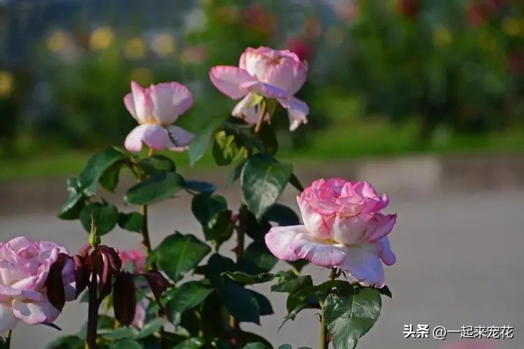 最好养又开花的四种花,五月份被公认阳台最好养的10种花