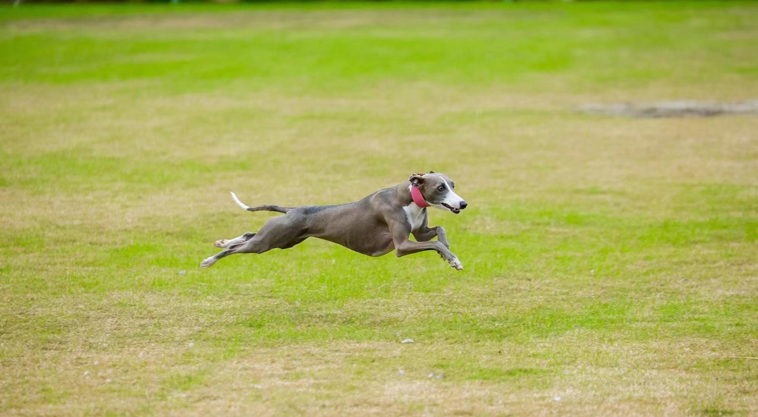 双11大型犬狗粮攻略,双11田园犬粮