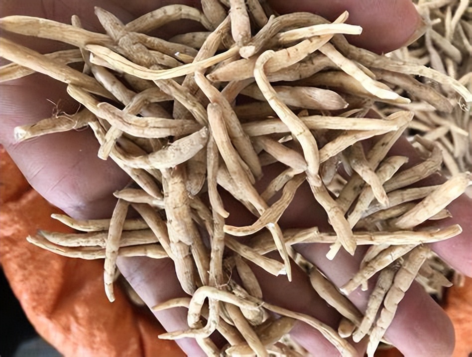 太子参医用植物的有效成分研究与药理学评估