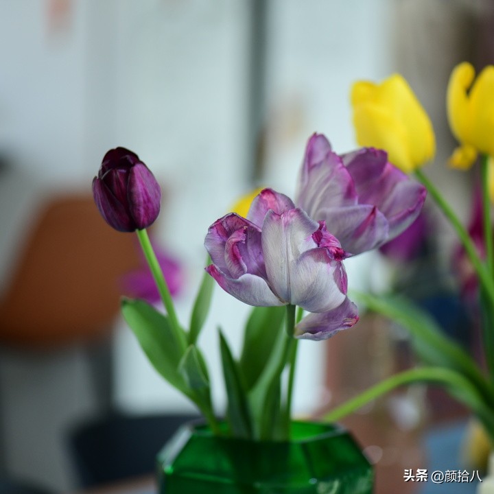 河马花园最耐阴植物,最漂亮的花园里的郁金香