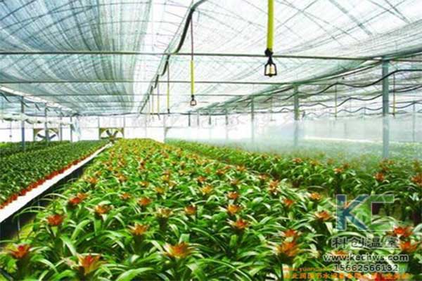 非洲菊大棚种植方法,非洲菊大棚种植技术