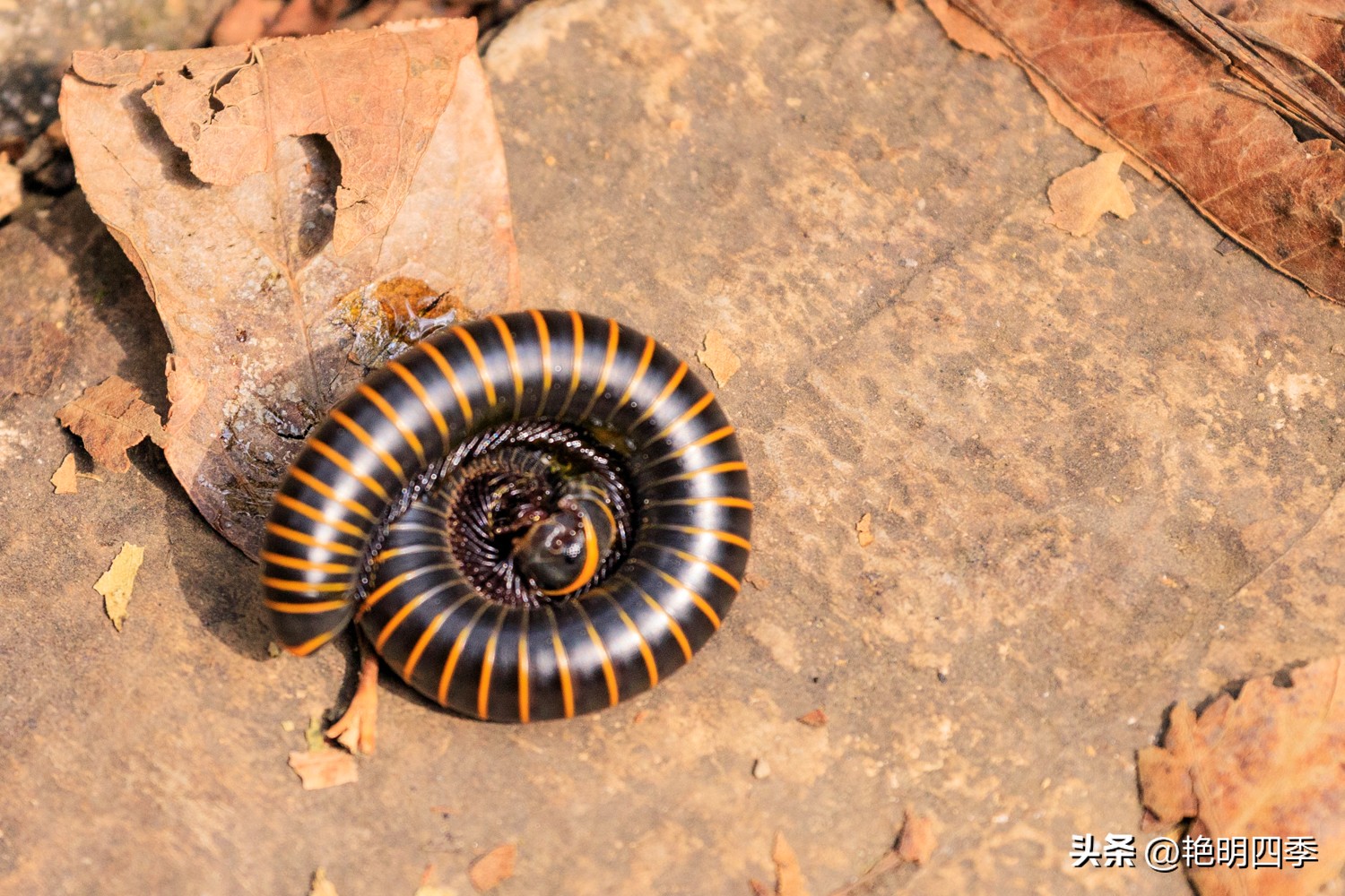 平谷老象峰风景区,北京平谷老象峰