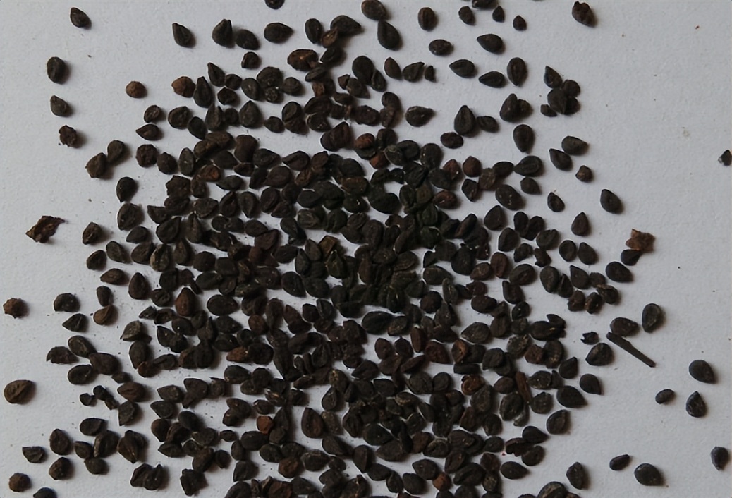 带你认识识别各种车,识别车前子