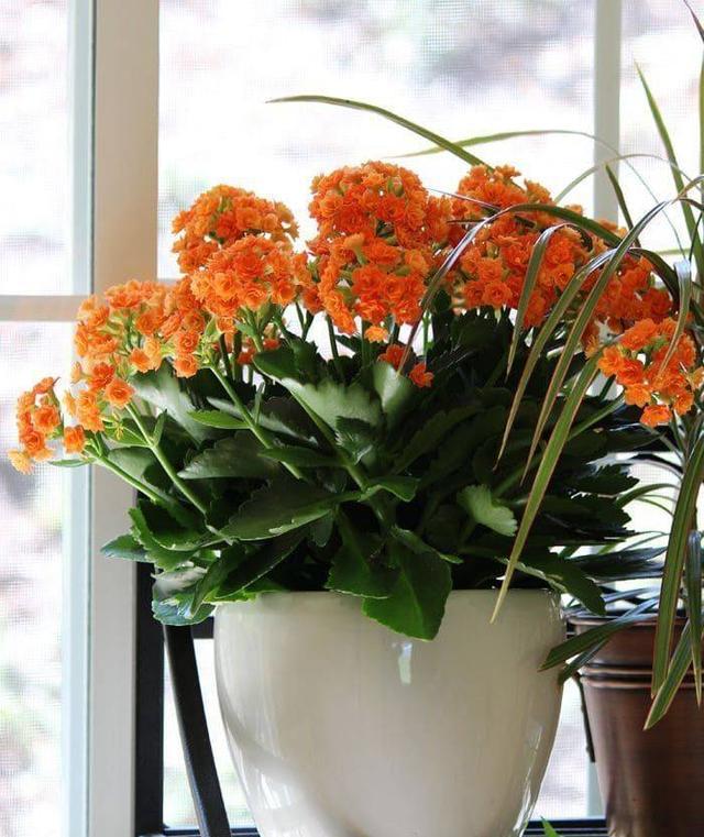 家里养花的十大注意事项,家庭养花最忌讳的三个动作