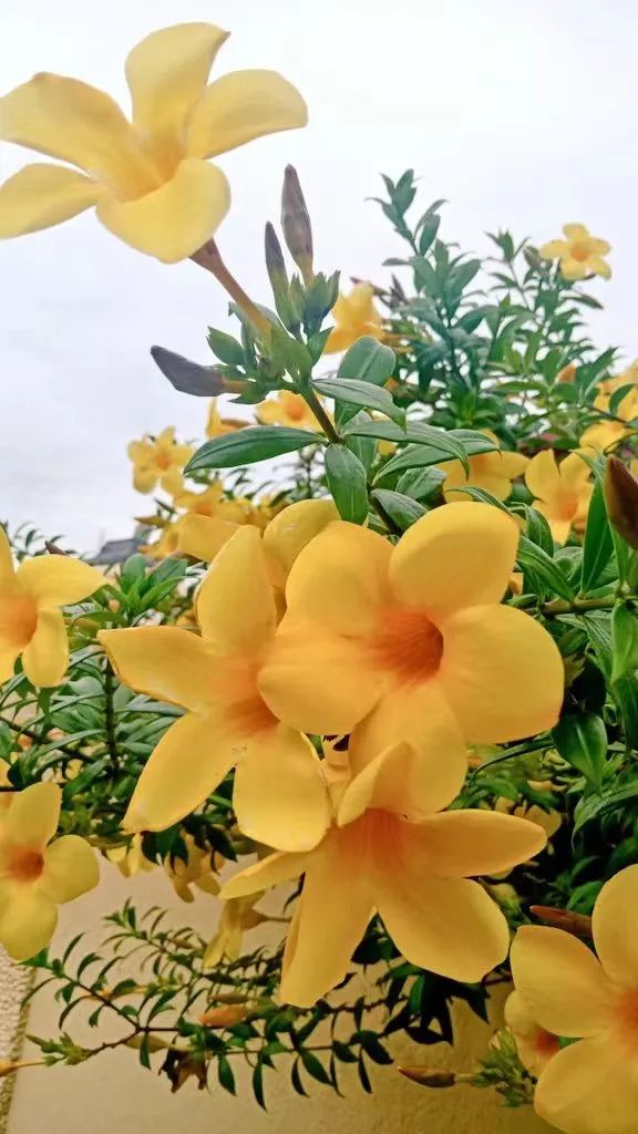 适合夏天养的7种花越晒开花越旺,夏天最能开的10种花越热越能开