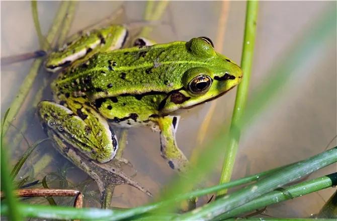 青蛙叫声有促进睡眠作用吗,青蛙叫声大怎么睡觉