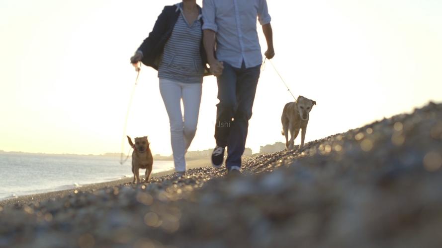 宠物去世很难过,宠物离世我们应该如何面对