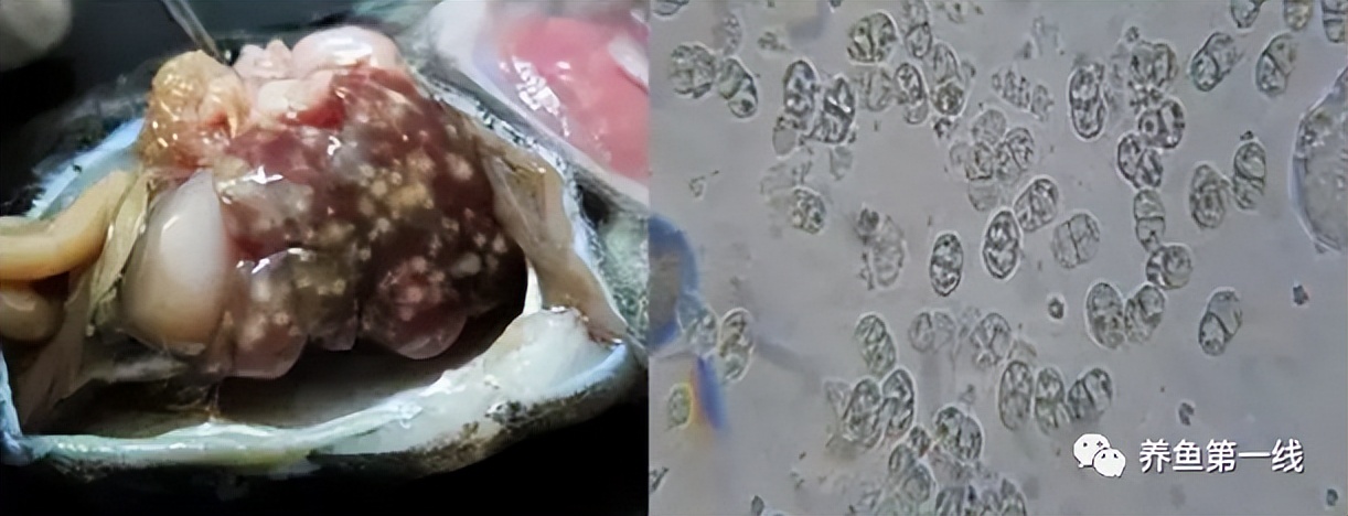 鱼身上长锚头鳋虫图片,锚头鳋孢子虫