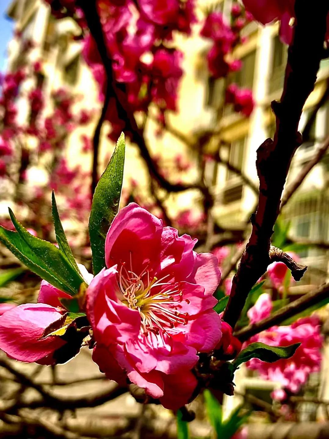 红叶诗五言全文,红叶的诗句古诗大全