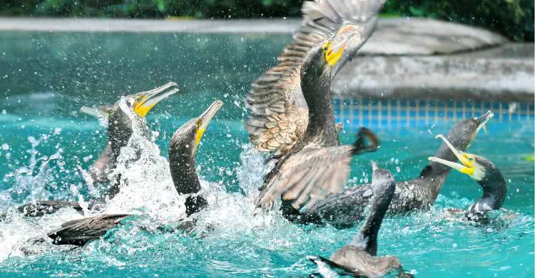 住野趣C位-广州长隆酒店！含高级客房+童趣乐园+广州长隆园区门票