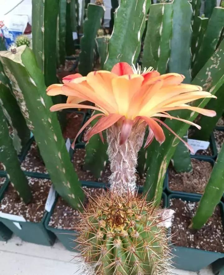 200种·仙人球开花图鉴，大开眼界，美到爆