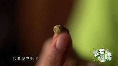 辽宁适合2-3天美食之旅,辽宁省适合吃货旅游的地方