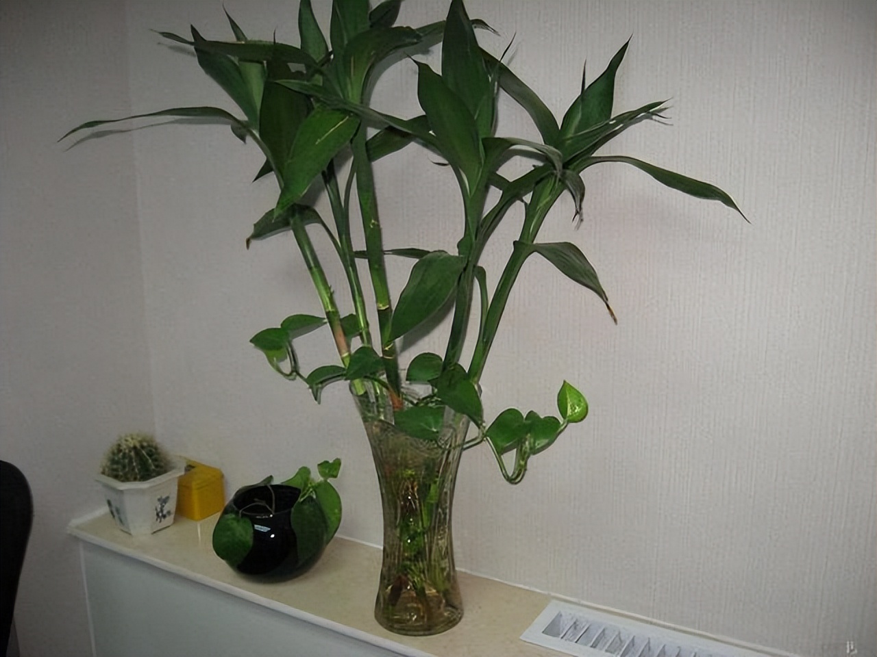 富贵竹水发臭黄叶杆干瘪,水培富贵竹水浑浊怎么办