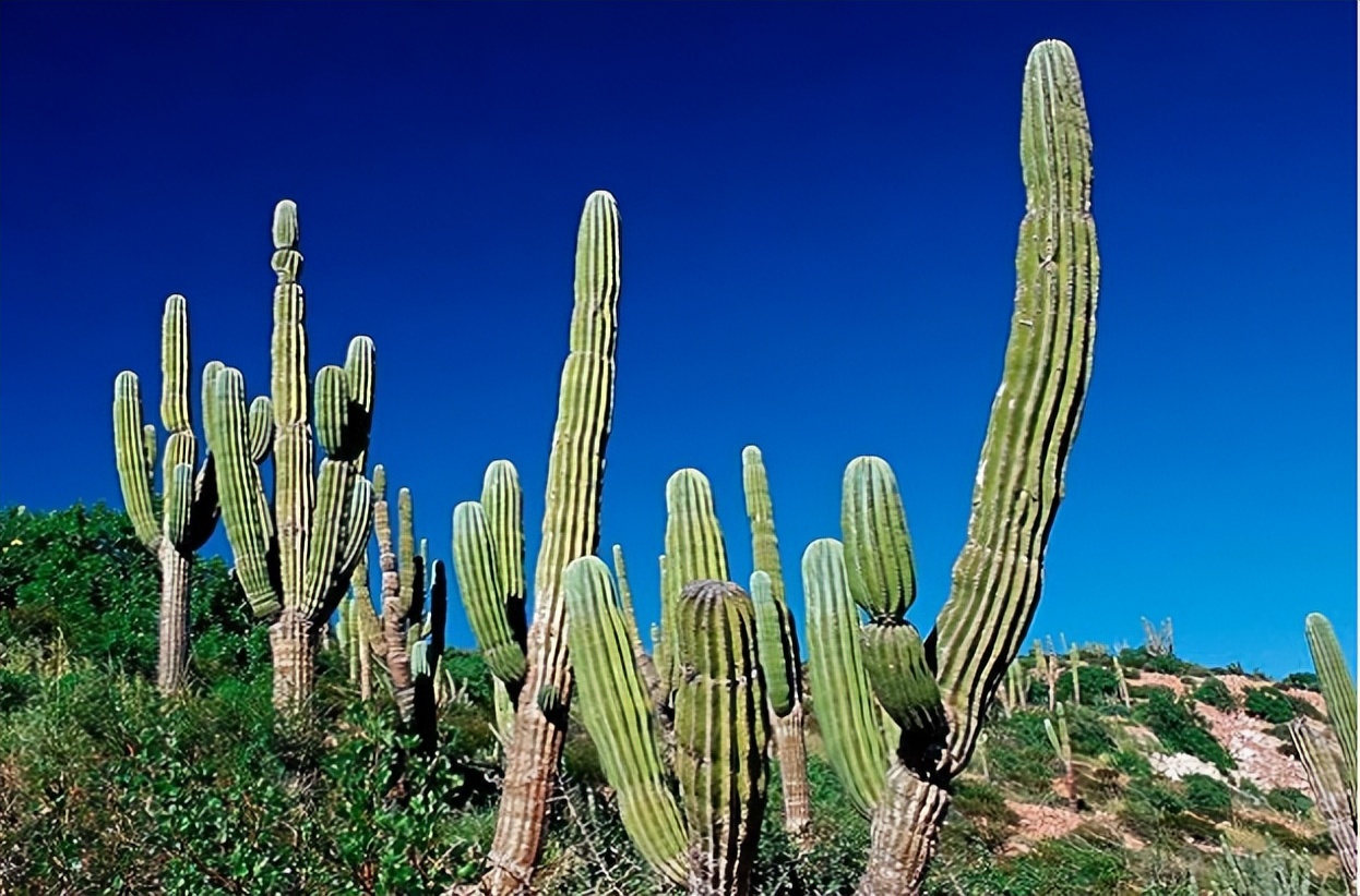 仙人掌墨西哥国花,仙人掌花是什么国家的国花