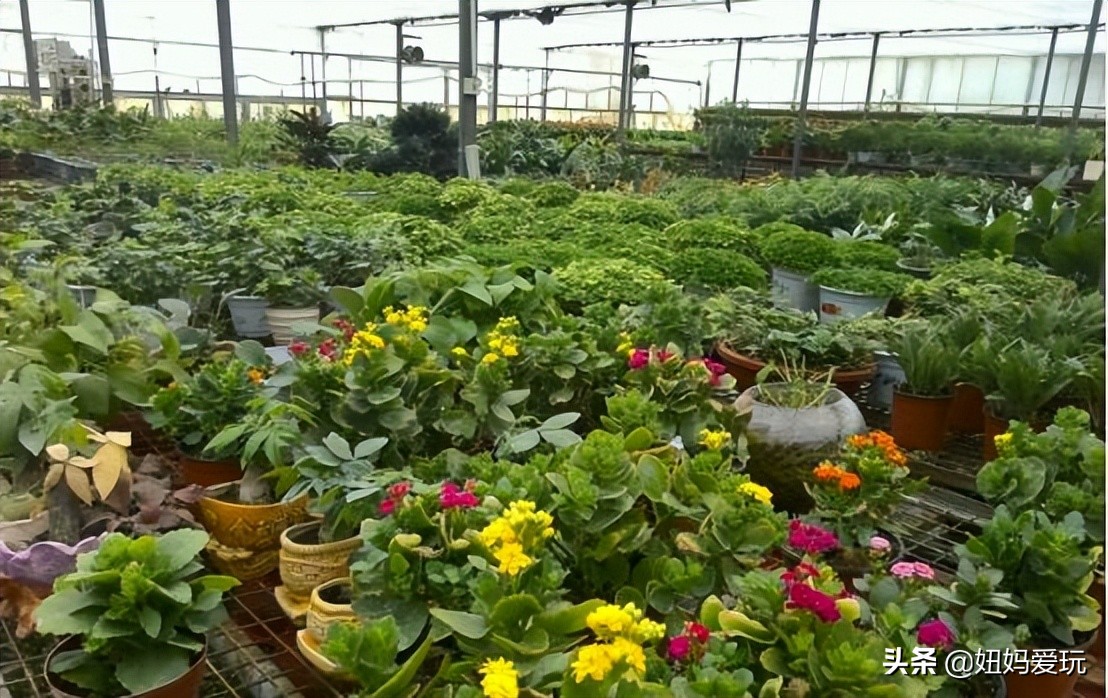 济南市市中区花鸟鱼虫市场在哪里,济南凤凰山花鸟鱼虫市场