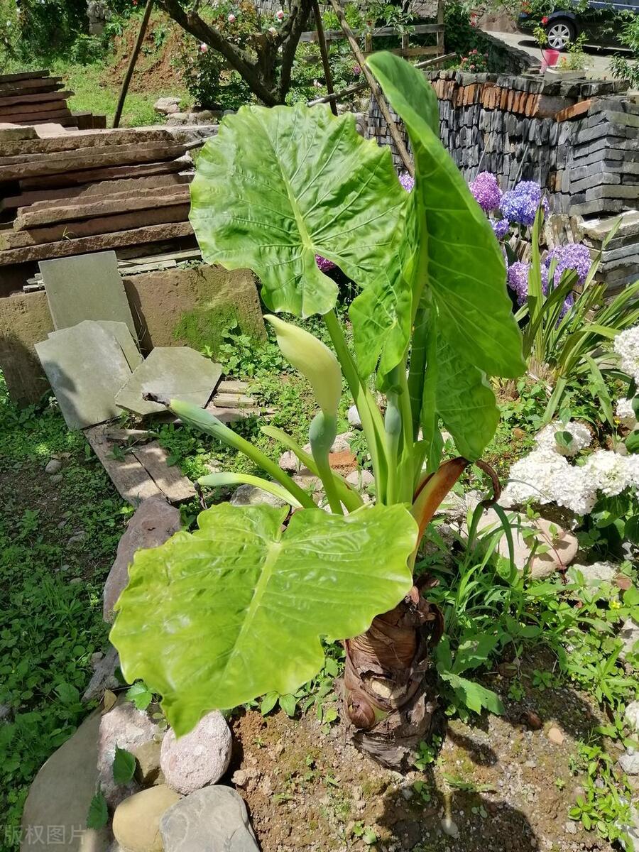 滴水观音烂根的解决方法,滴水观音烂根怎么办