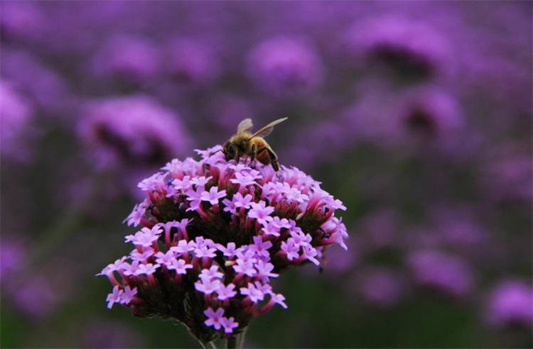 这种野马鞭草，在亚欧大陆均有分布，美似薰衣草，关注的人却不多