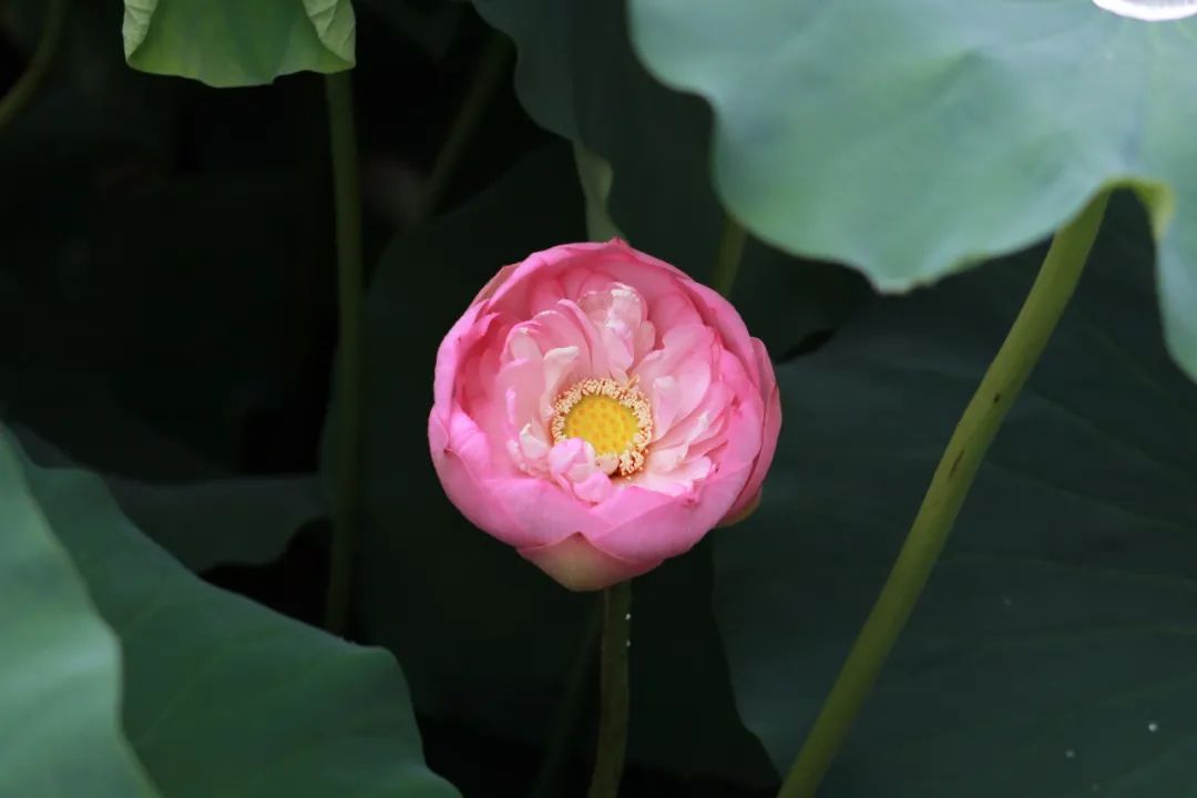 临沂夏日荷花盛开,临沂的荷花火了
