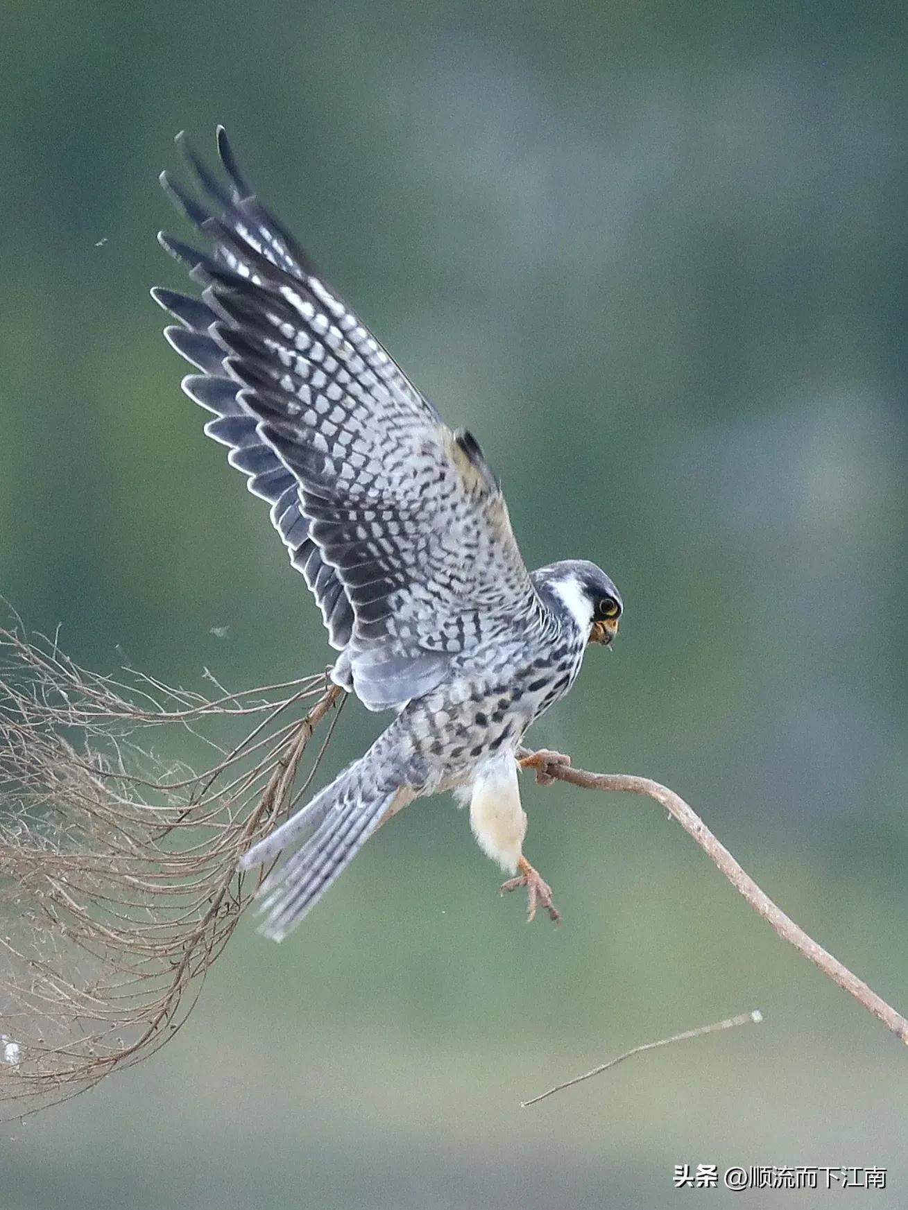 红脚隼叫声,红脚隼