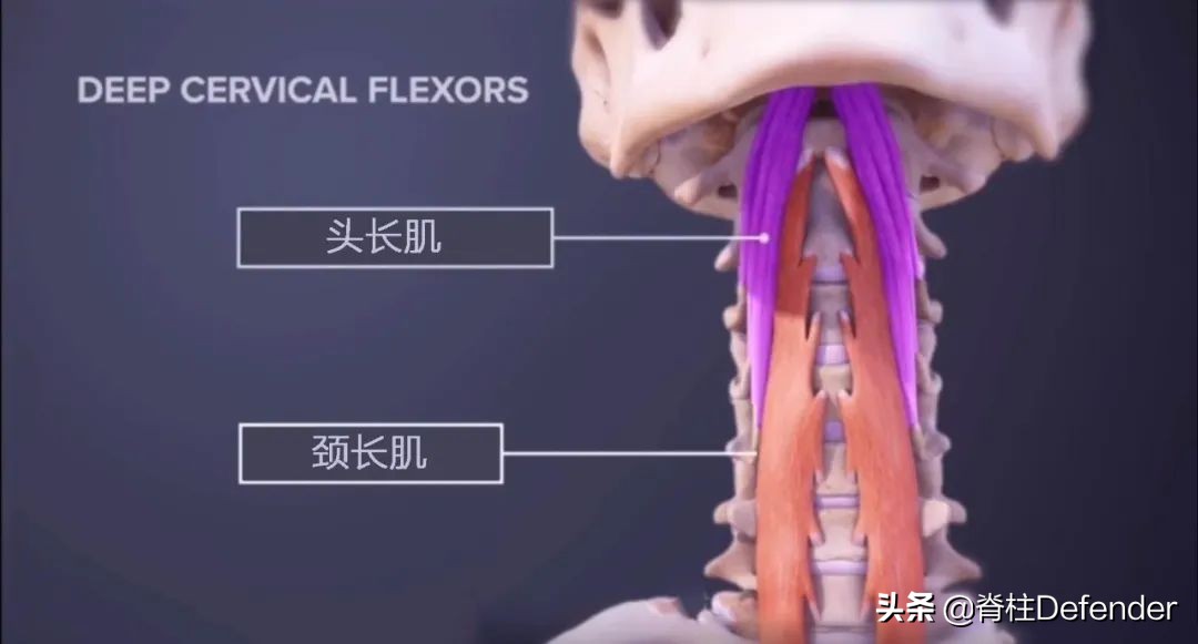 脖子肩膀酸痛的有效缓解方法,最近脖子两侧颈肩酸痛