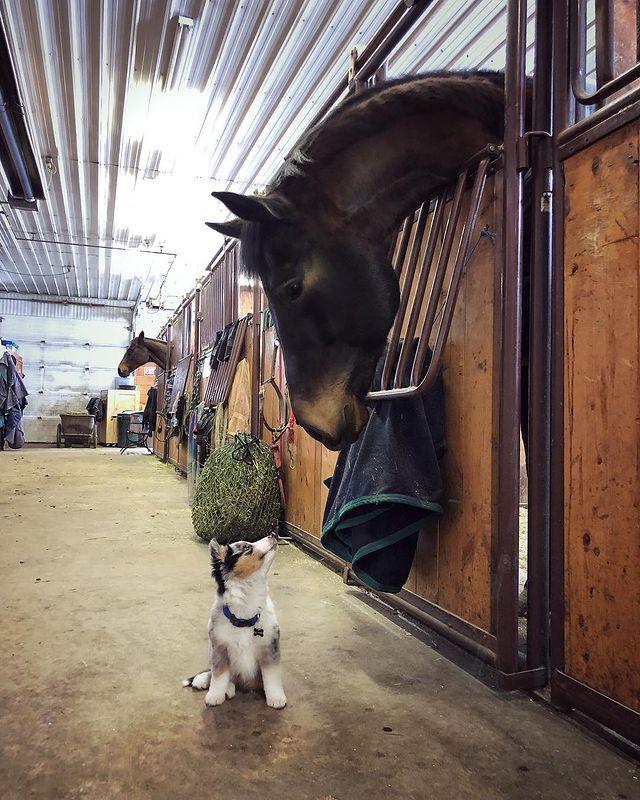 边牧和澳牧的混血狗狗,漂亮狗狗澳牧