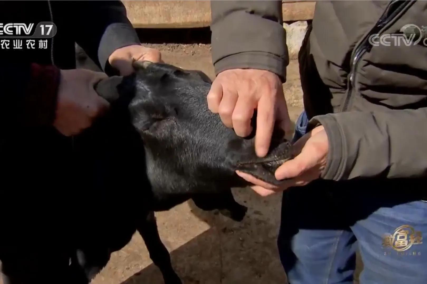 云南男子承包3000亩荒山，如今靠荒山实现梦想，年销售额700多万