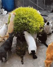 爆笑名场面动图,爆笑动图笑话大全