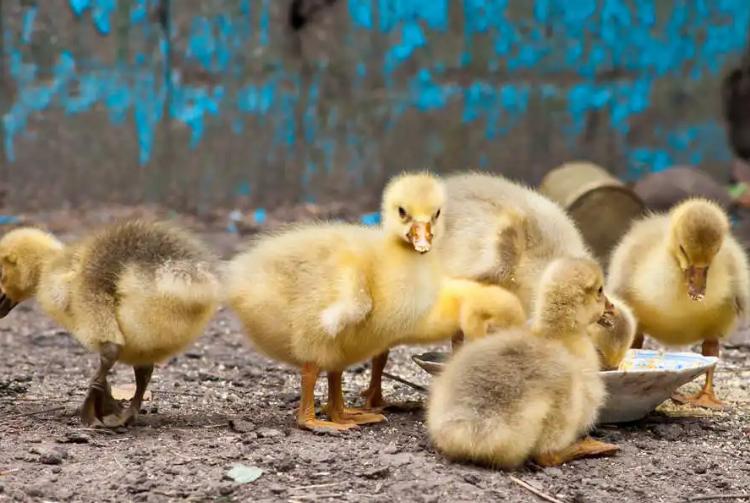 小鹅之间互相啄毛怎么办,10天的小鹅互相啄毛怎么解决