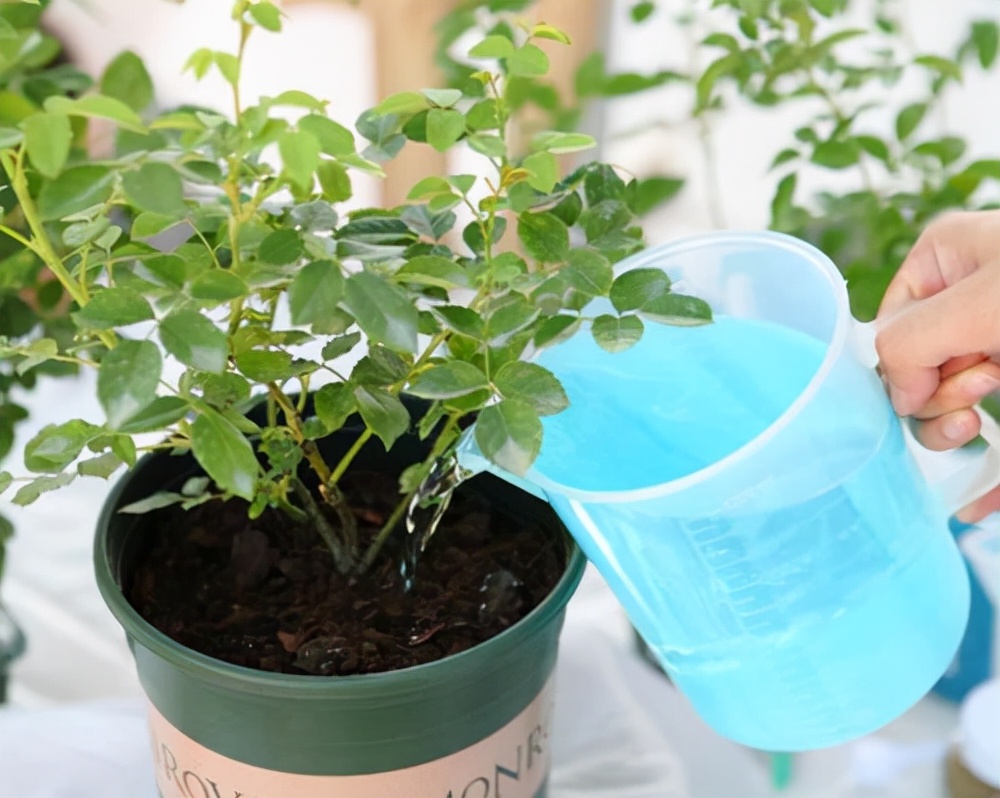 促花用花多多好还是磷酸二氢钾好,磷酸二氢钾正确的促花方法