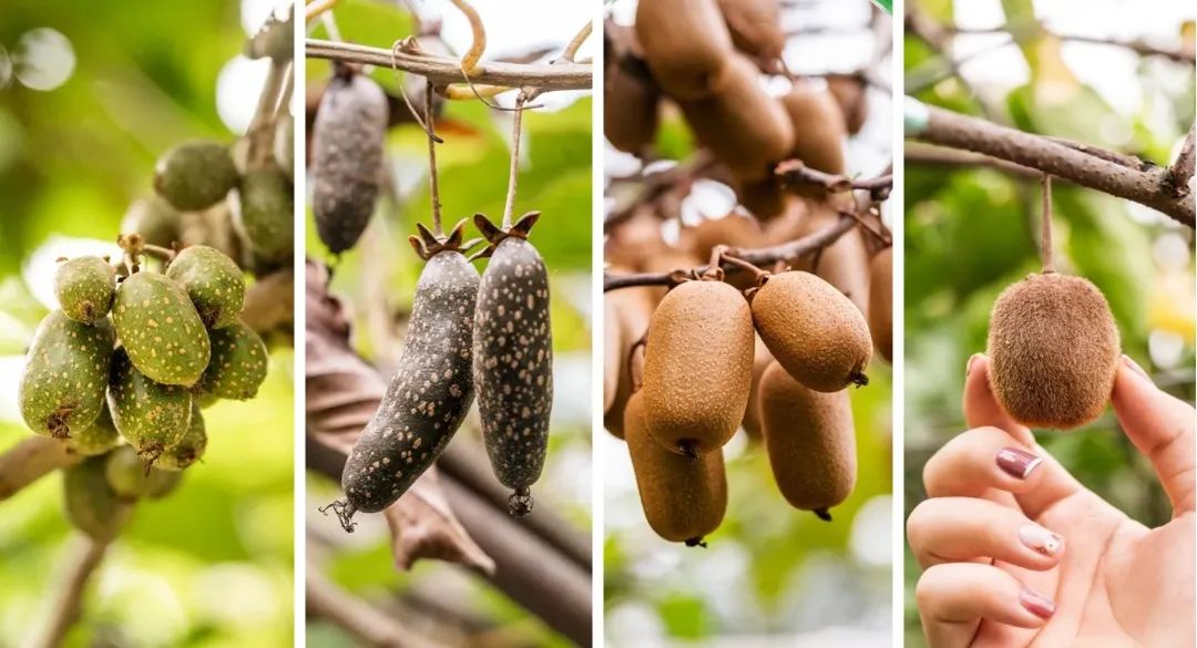 国产猕猴桃和进口奇异果,国产奇异果猕猴桃