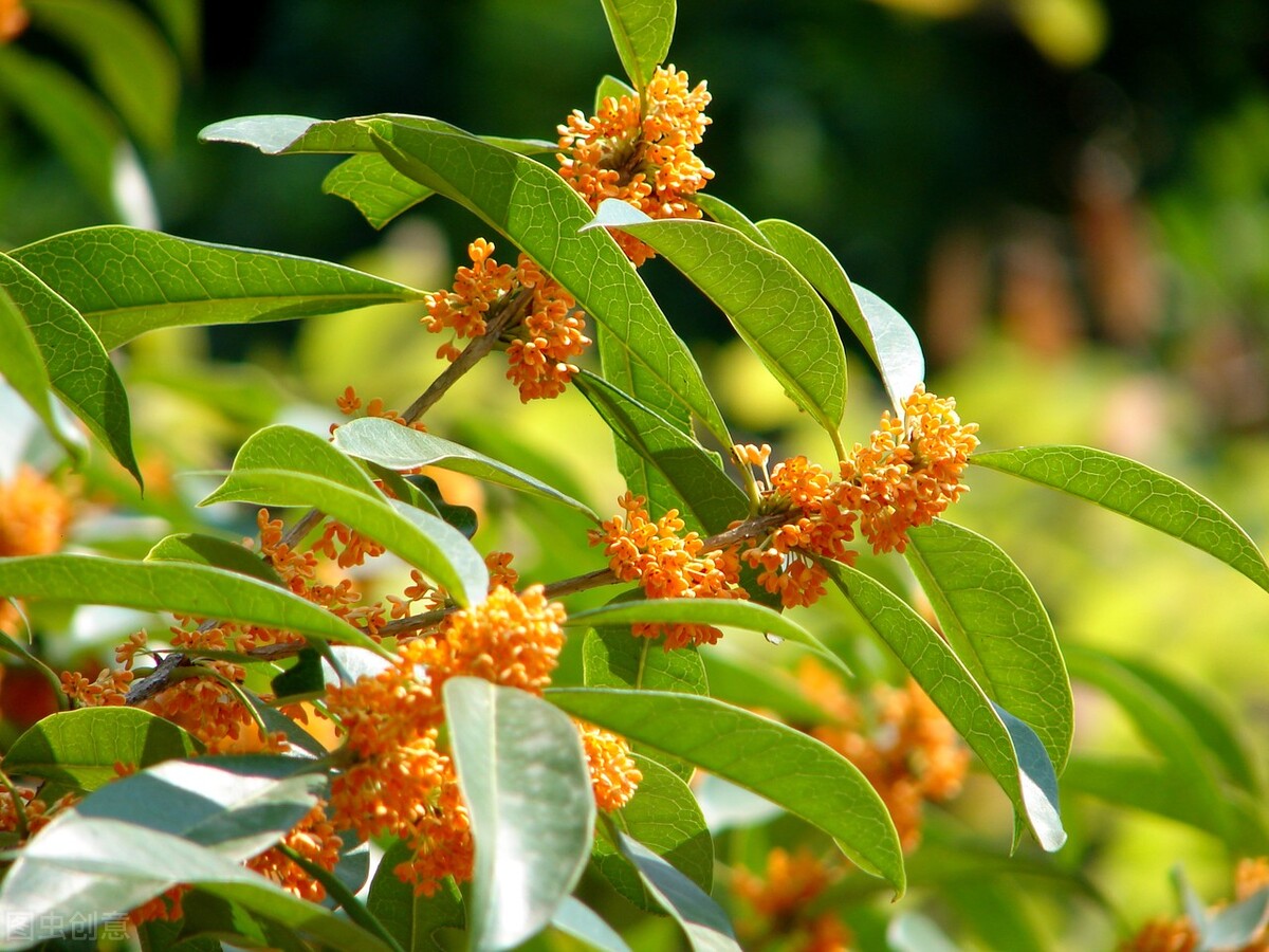 金桂米酿饮品图片,武汉青山正宗桂花糊米酒