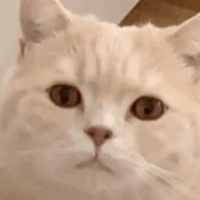 猫咪半夜老是叫还咬人,猫咪半夜爱拉屎吗