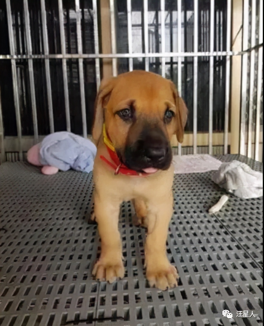 小黄狗长大的过程,小黄狗长大过程