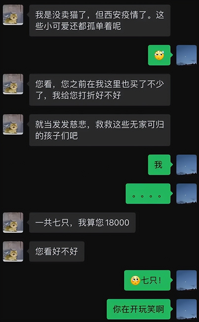 网友养了70只布偶猫,有人家里养了110只布偶猫