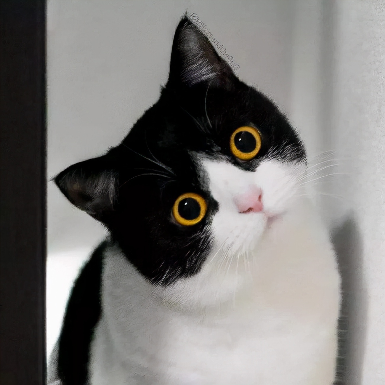 公猫不建议养的10种猫,这5种猫很忠诚一辈子值得养一只