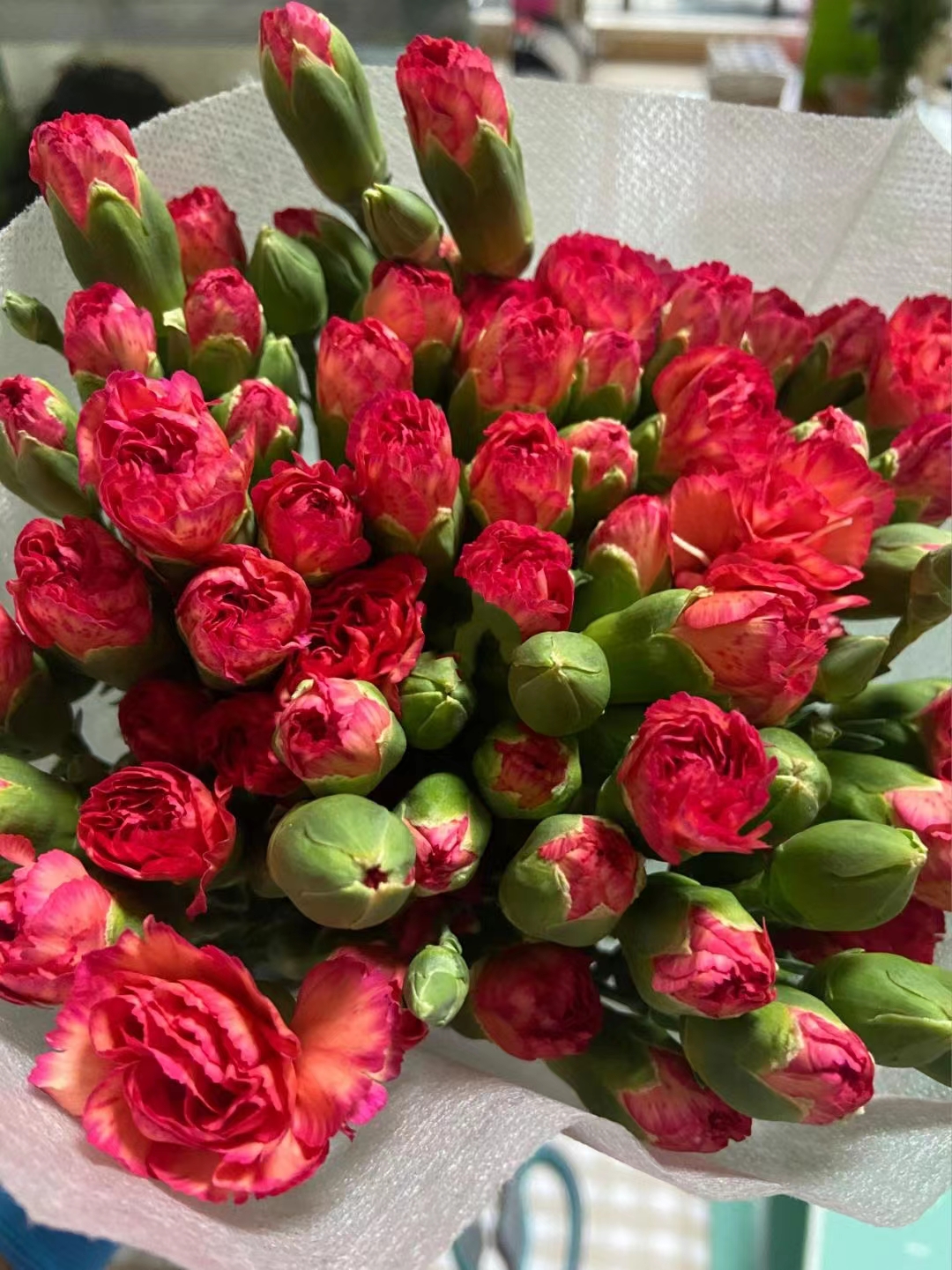 【临夏林草文化】科普篇‖康乃馨开本无意，奈何人间有真情