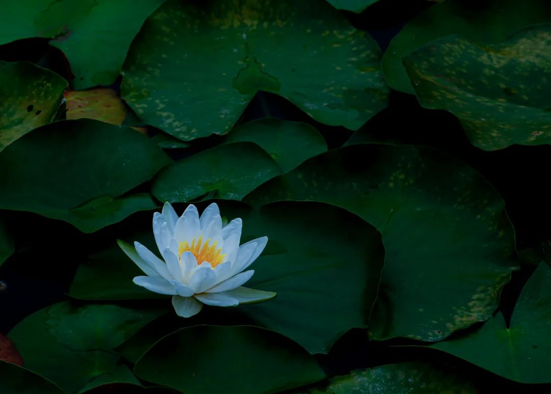 陶渊明最孤高的诗,陶渊明关于人生挫折的诗句