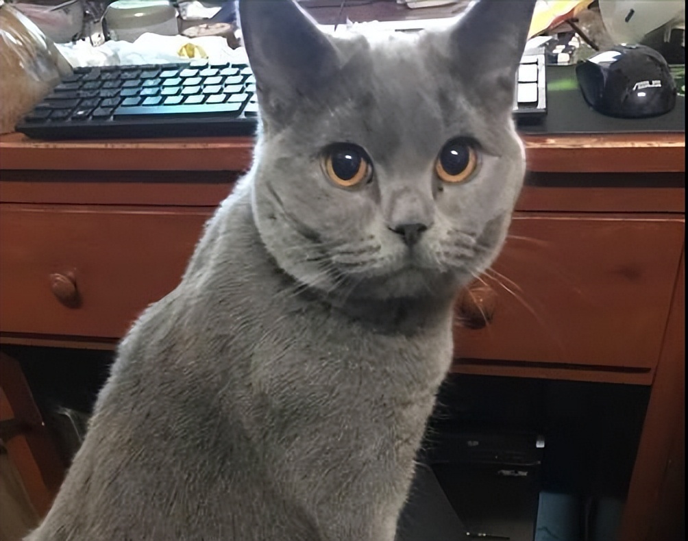 被主人弃养在医院的蓝猫,英短蓝猫为什么会流产