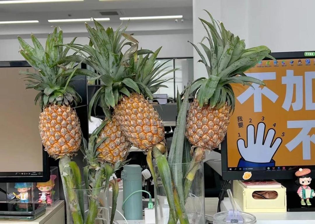 水培凤梨菠萝,菠萝水培最简单的方法