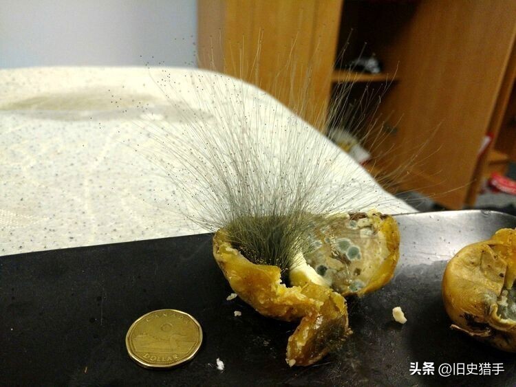 20张照片霉霉,25张令人震惊的图片