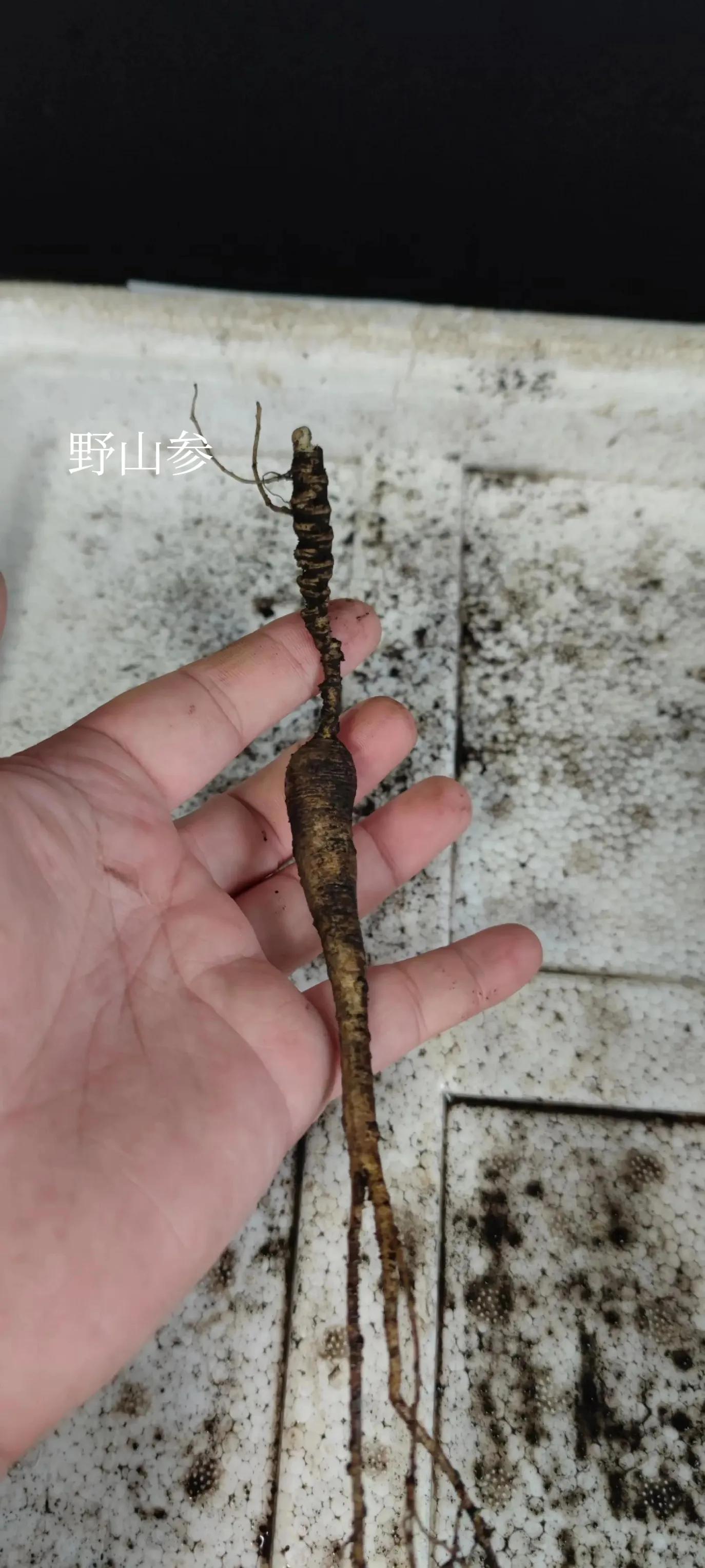 长白山的人参怎么分别,长白山人参和别的人参的区别